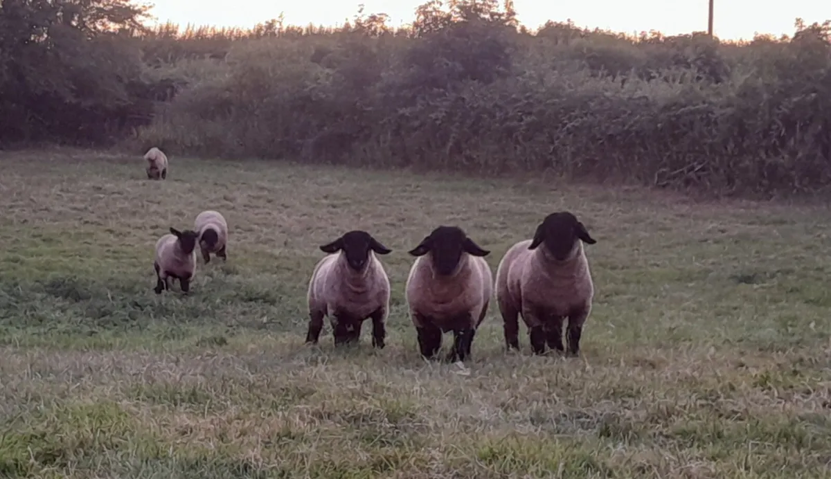 Pedigree registered Suffolk Ram lamb's