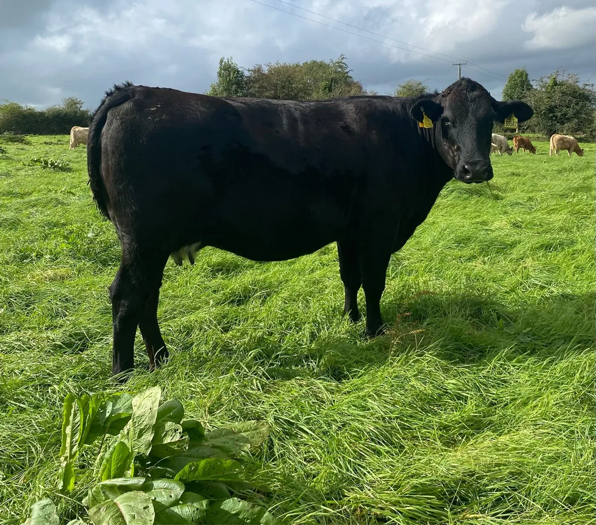 Star rated⭐️ Genotyped Lmx Springer - Image 1