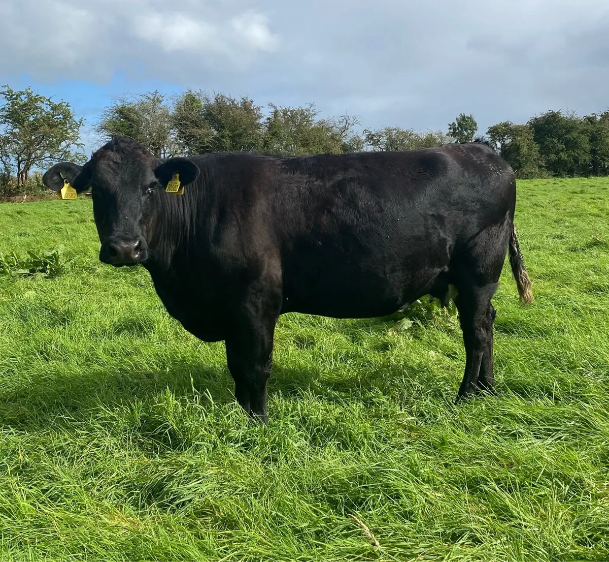 Star rated⭐️ Genotyped Lmx Springer - Image 2