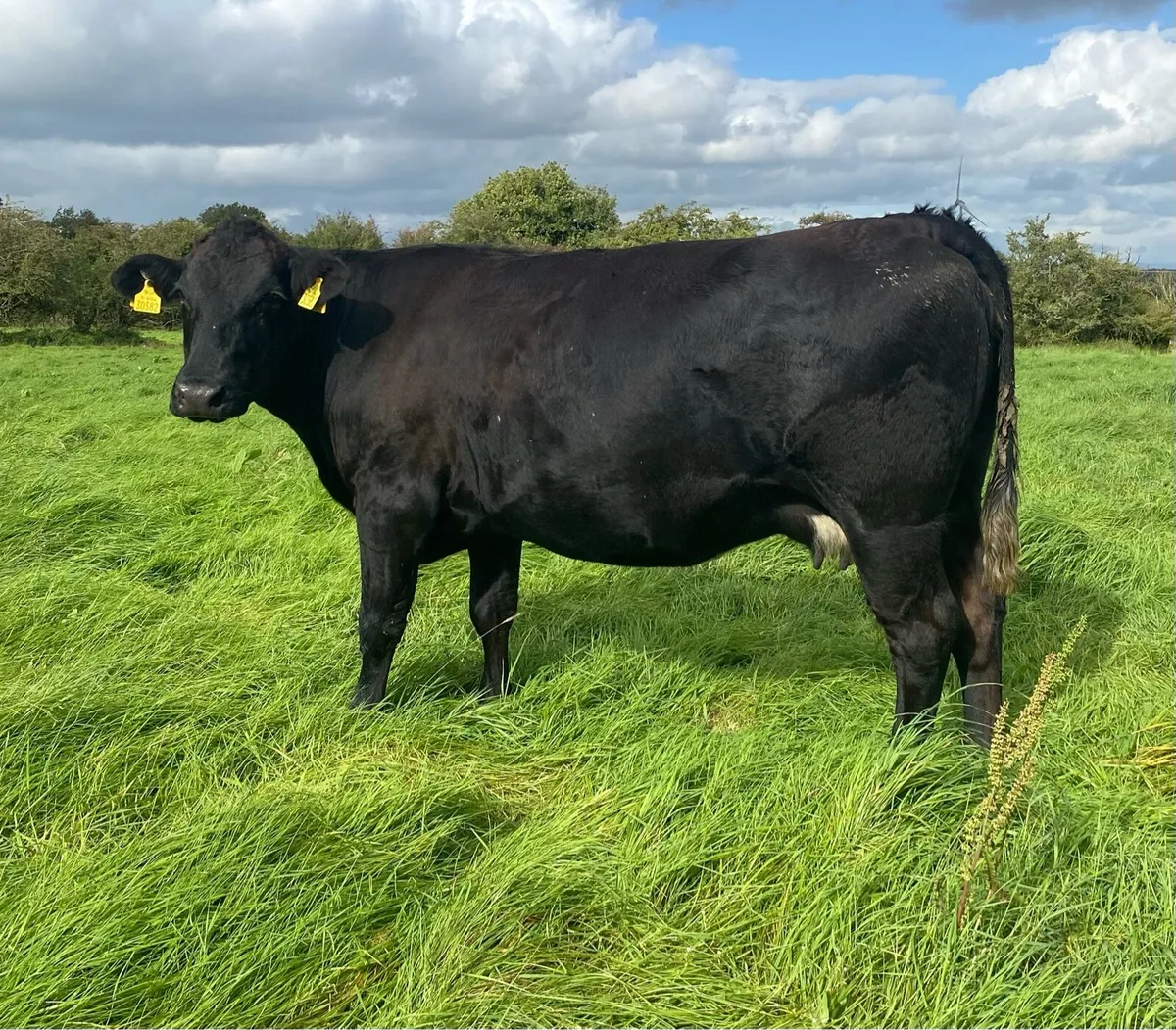 Star rated⭐️ Genotyped Lmx Springer - Image 3
