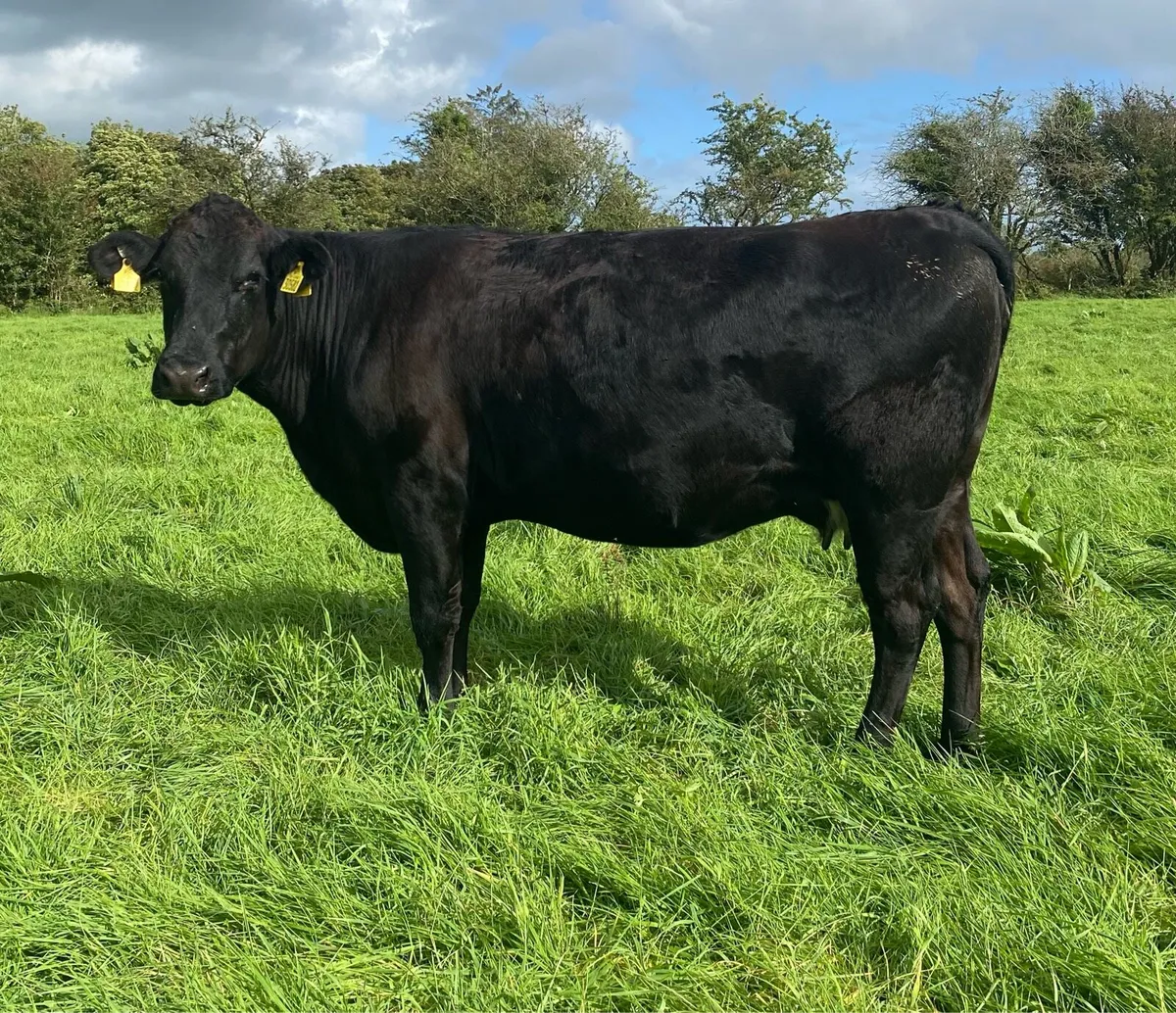 Star rated⭐️ Genotyped Lmx Springer - Image 4