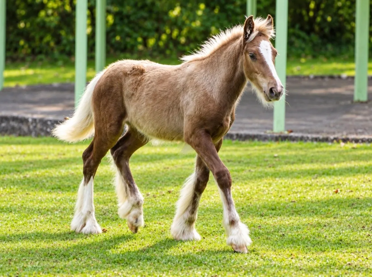 Proper colt for sale - Image 3