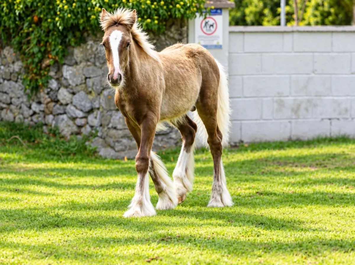 Proper colt for sale - Image 4