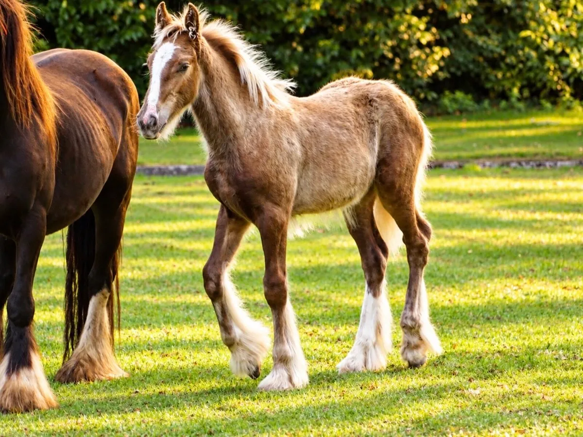 Proper colt for sale - Image 2