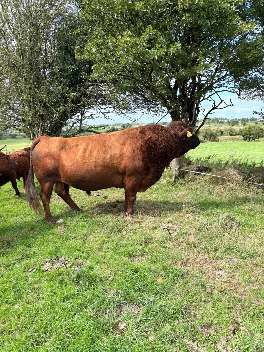 PBR Dexter bull - Image 2
