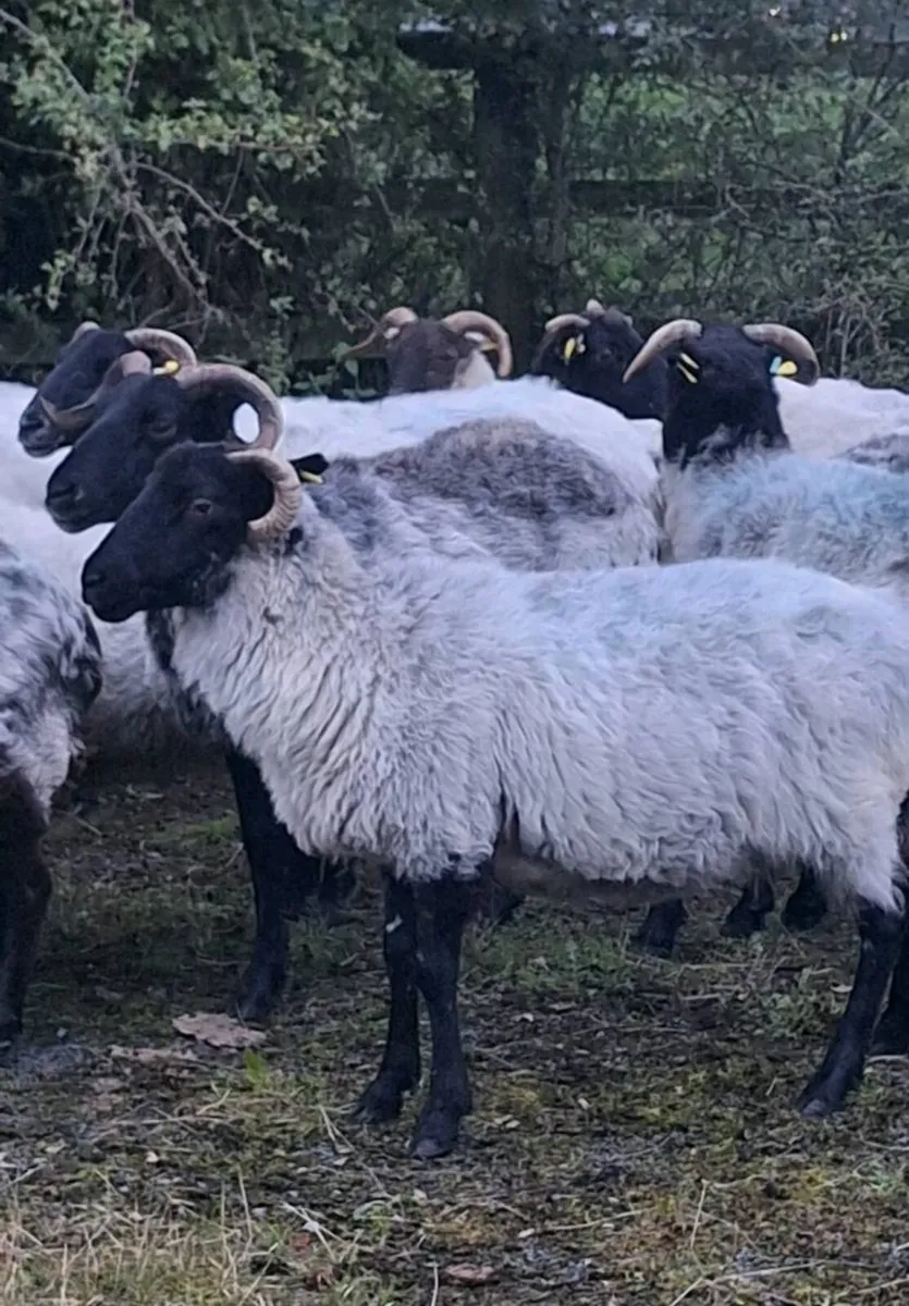 Young Horned Ewes - Image 1
