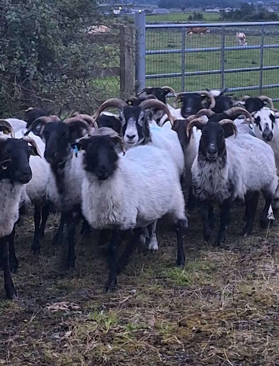 Young Horned Ewes - Image 3
