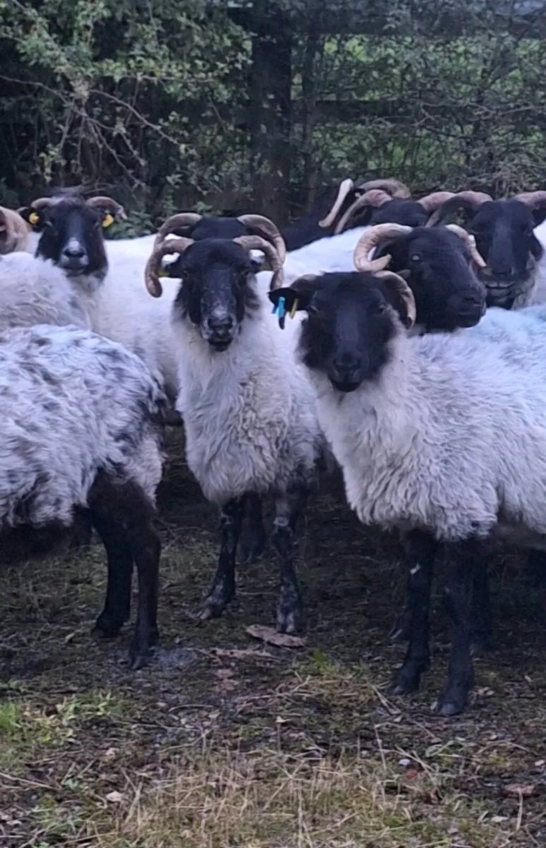 Young Horned Ewes - Image 2