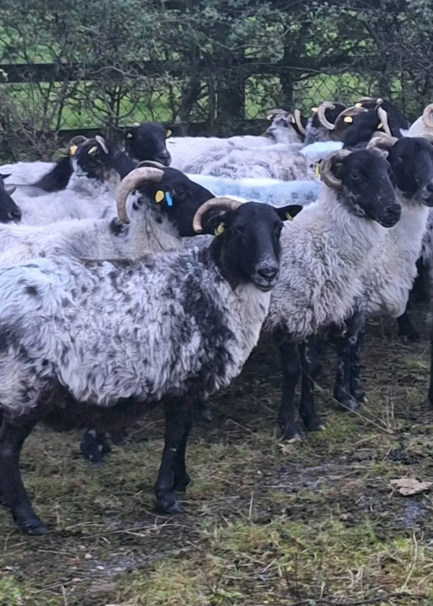 Young Horned Ewes - Image 4