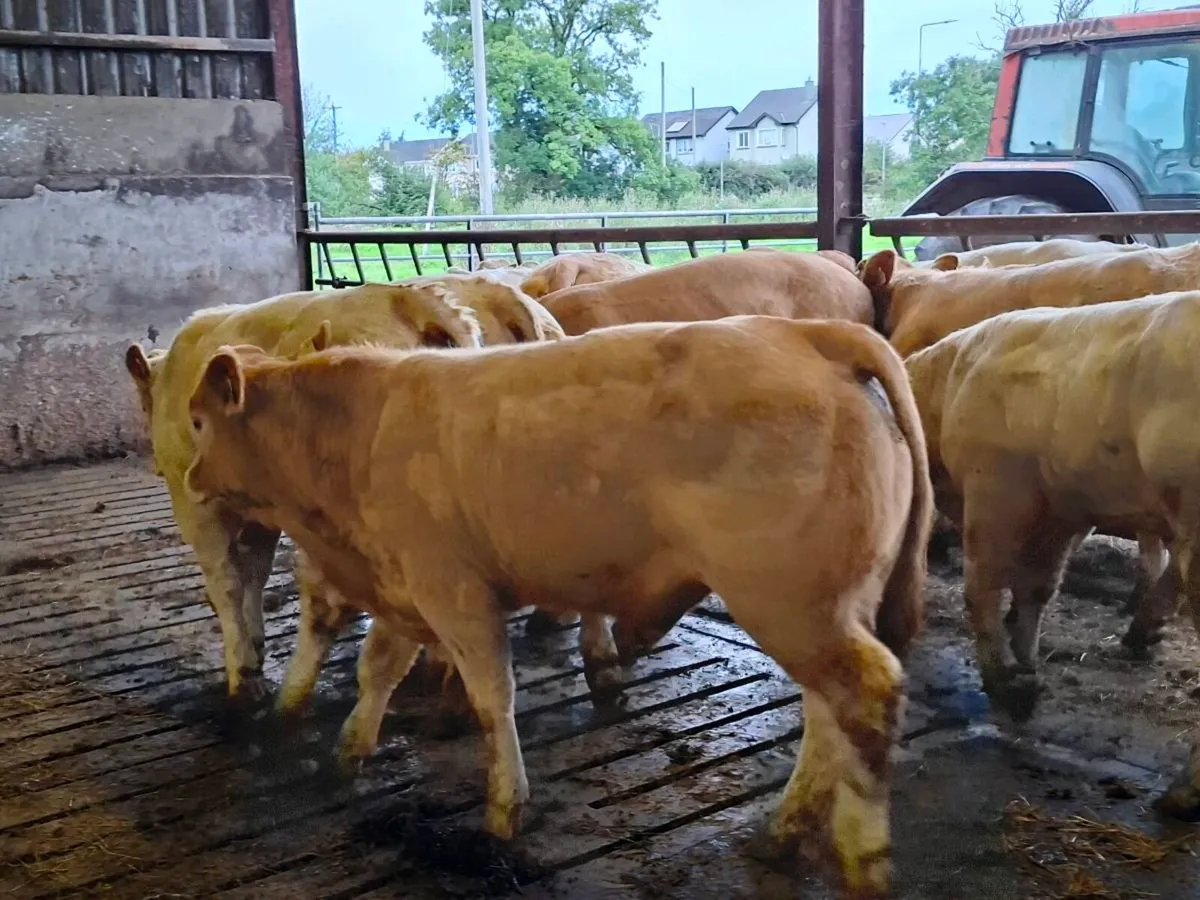 12 Smashing Charlaois bull Weanlings - Image 3