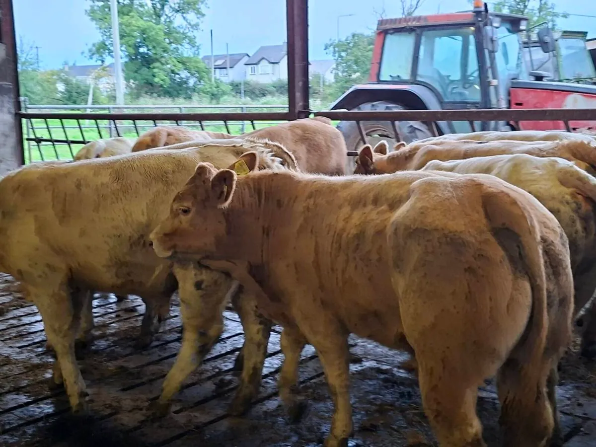 12 Smashing Charlaois bull Weanlings - Image 4