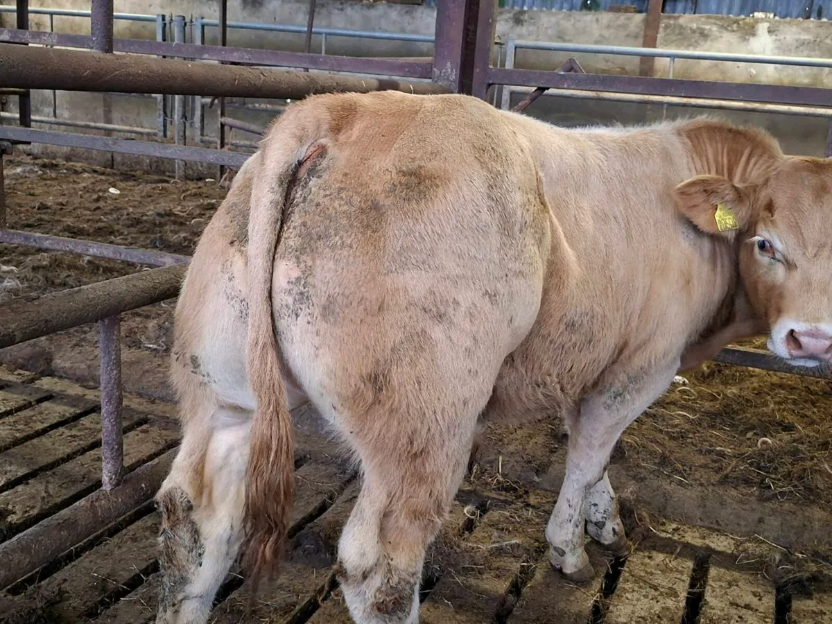 12 Smashing Charlaois bull Weanlings - Image 1