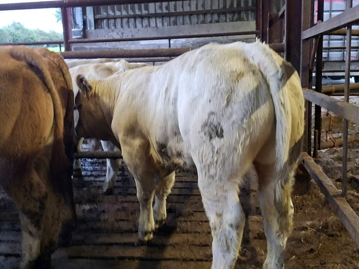 12 Smashing Charlaois bull Weanlings - Image 2