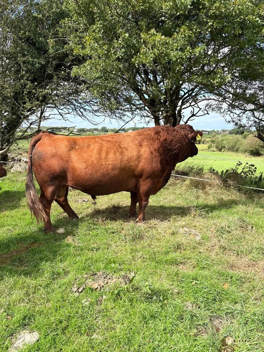 PBR Dexter bull - Image 4