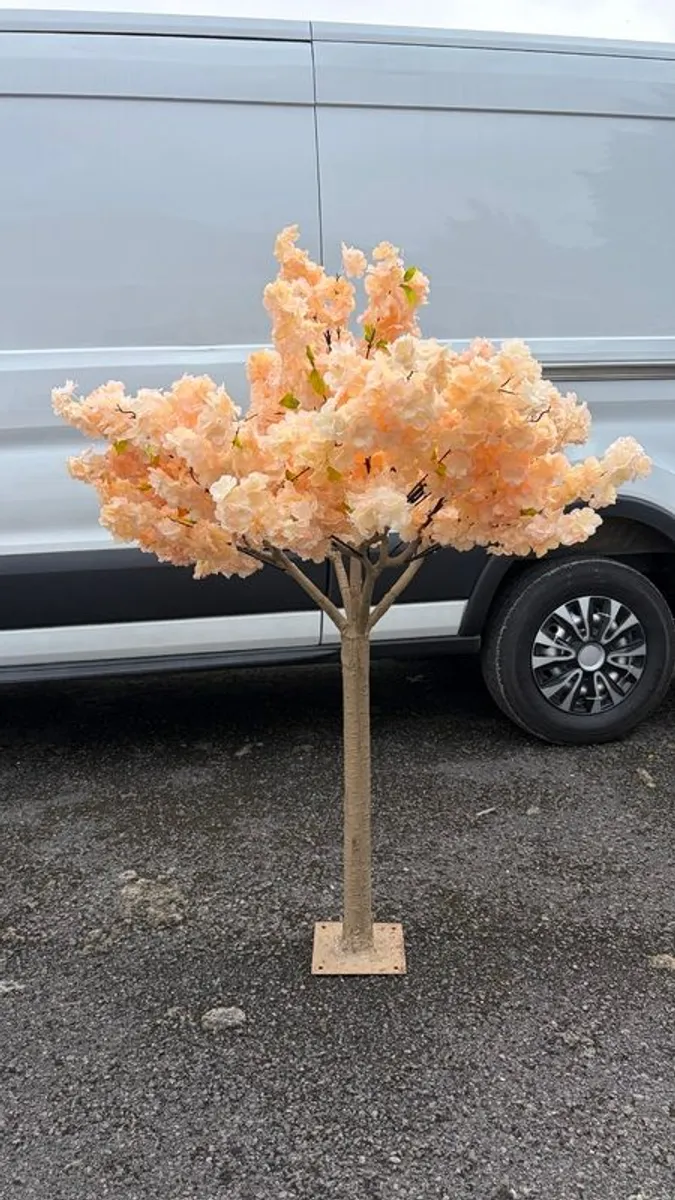 Peach Cherry Blossom Trees - Image 1