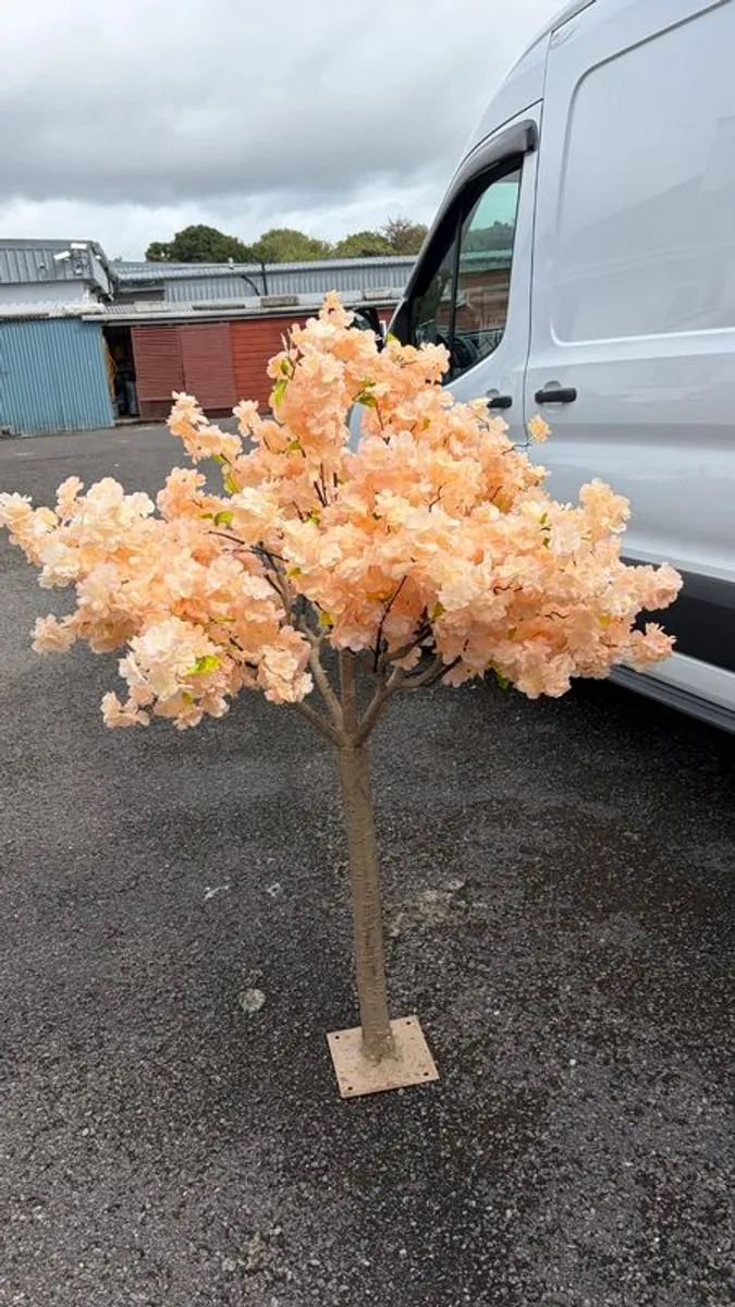 Peach Cherry Blossom Trees - Image 2