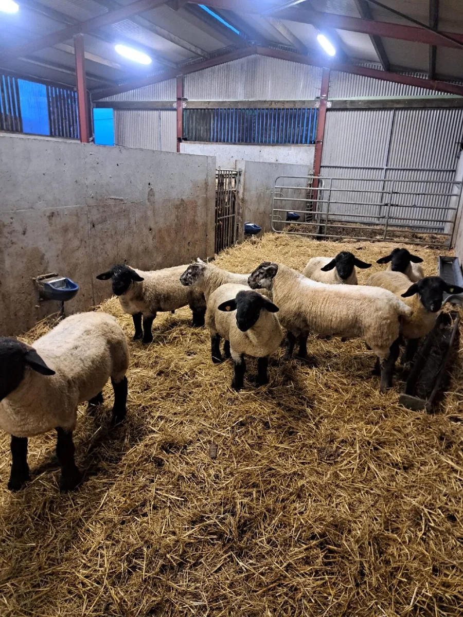 Suffolk Ram Lambs - Image 1