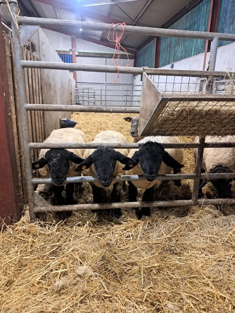 Suffolk Ram Lambs - Image 2