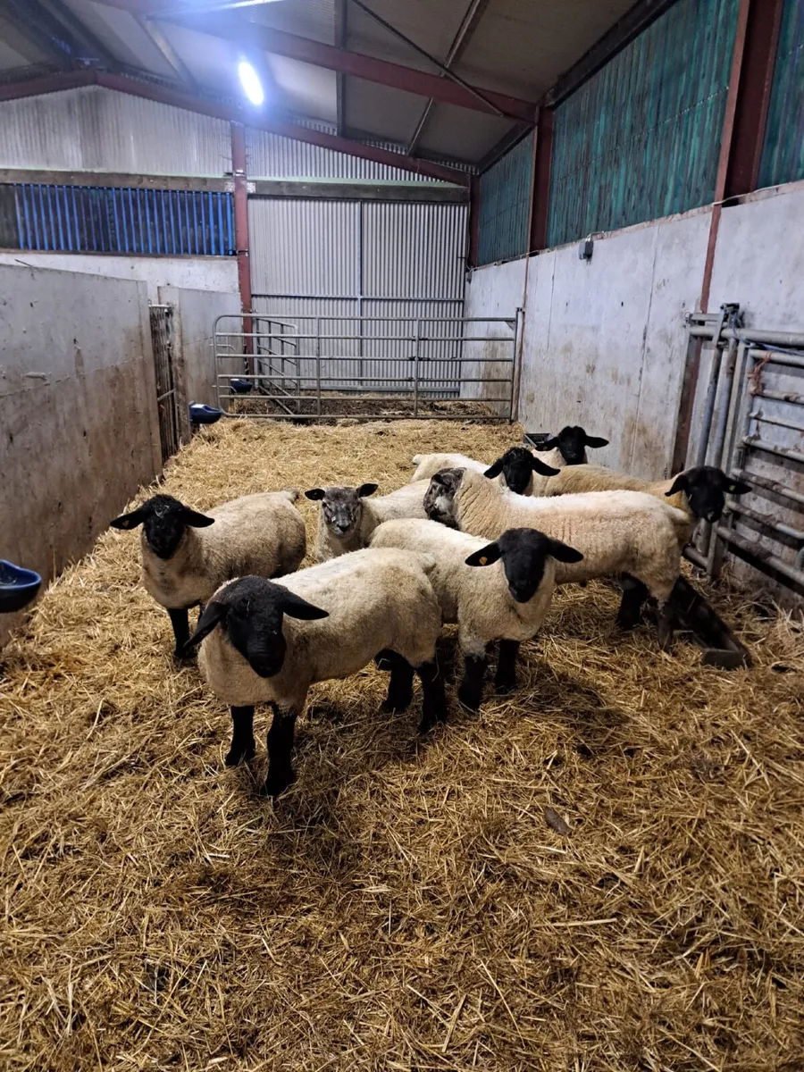 Suffolk Ram Lambs - Image 3