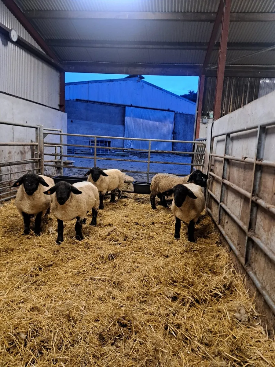 Suffolk Ram Lambs - Image 4