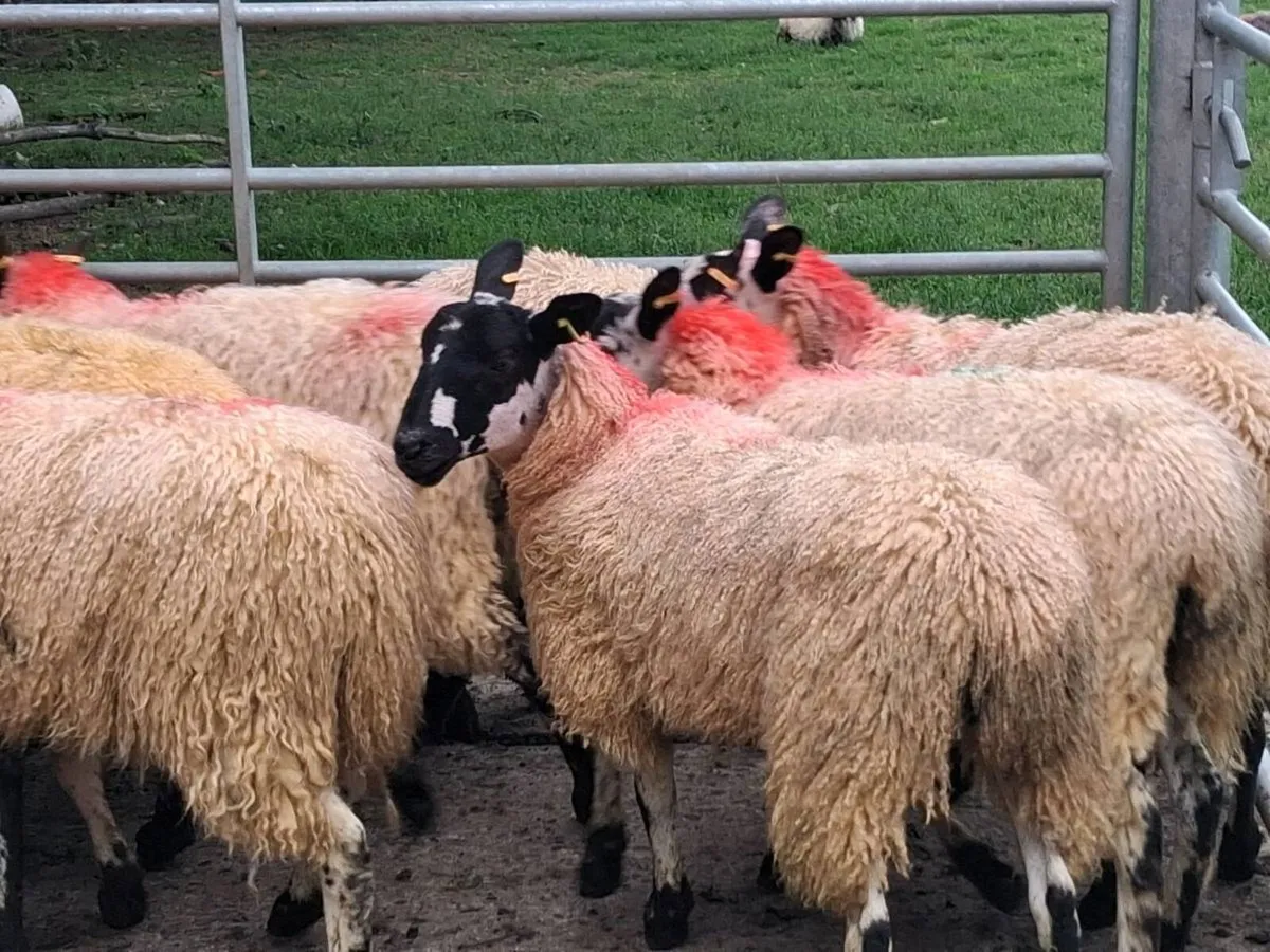 31 Mule Ewe Lambs - Image 3