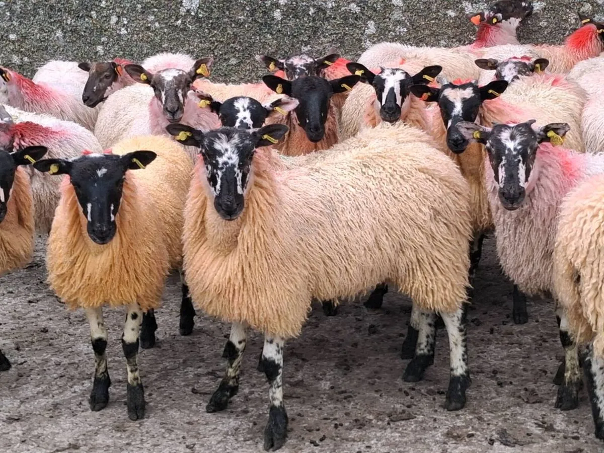 31 Mule Ewe Lambs - Image 2