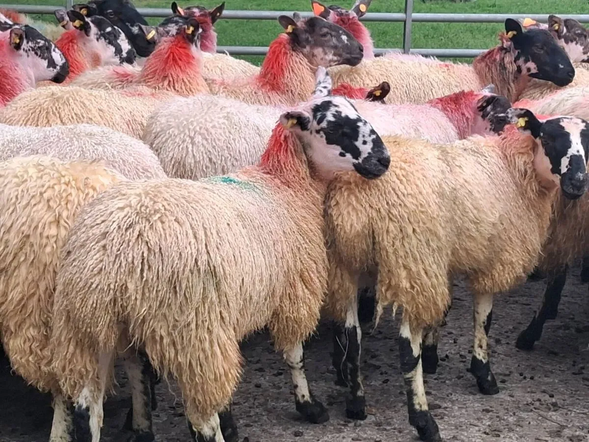 31 Mule Ewe Lambs - Image 4