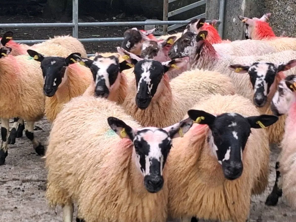 31 Mule Ewe Lambs - Image 1