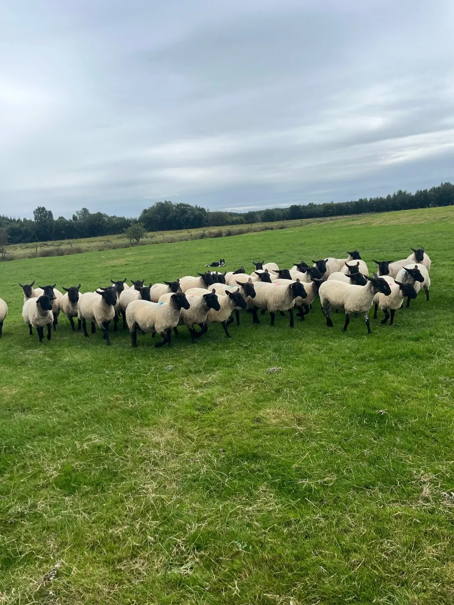 Suffolk mule hoggets - Image 1