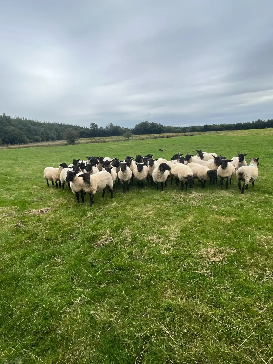 Suffolk mule hoggets - Image 2