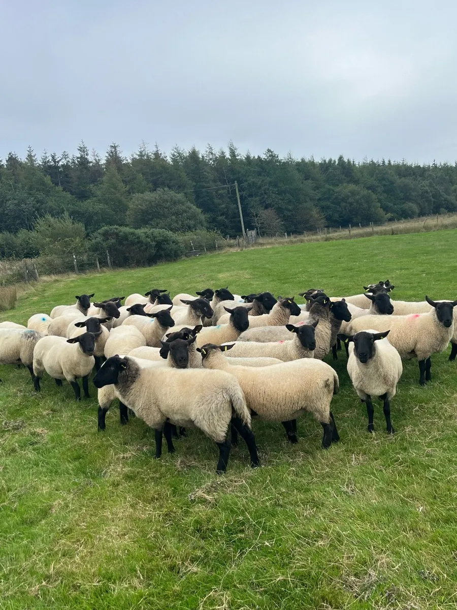 Suffolk mule hoggets - Image 3