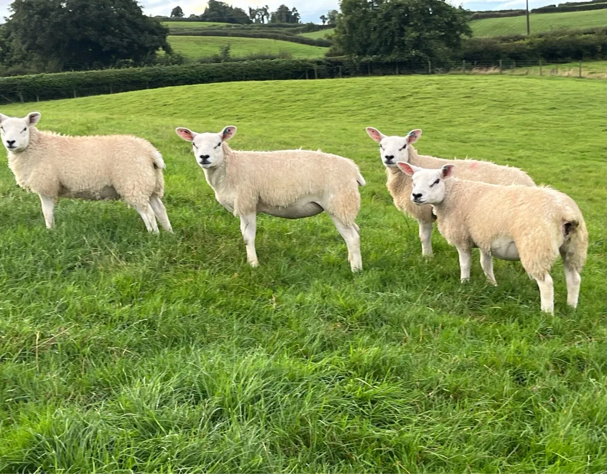 Four Pedigree Texel Ewe Lambs - Image 2