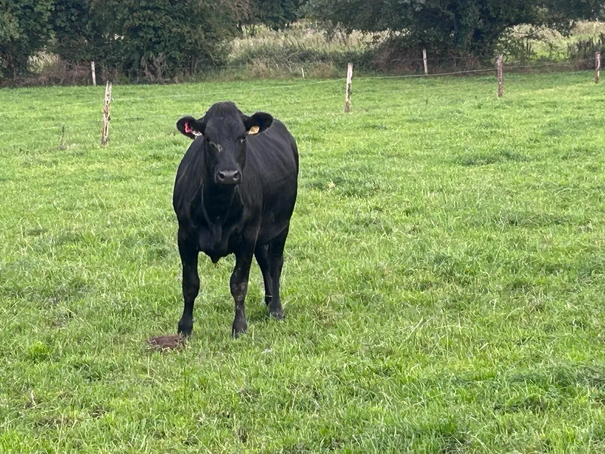 10 Empty dairy heifers - Image 2