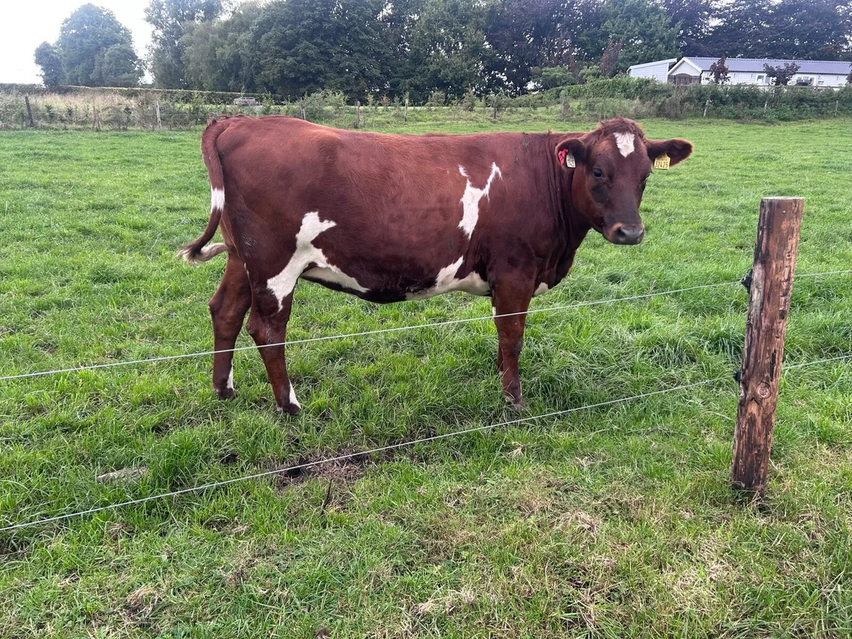 10 Empty dairy heifers - Image 3