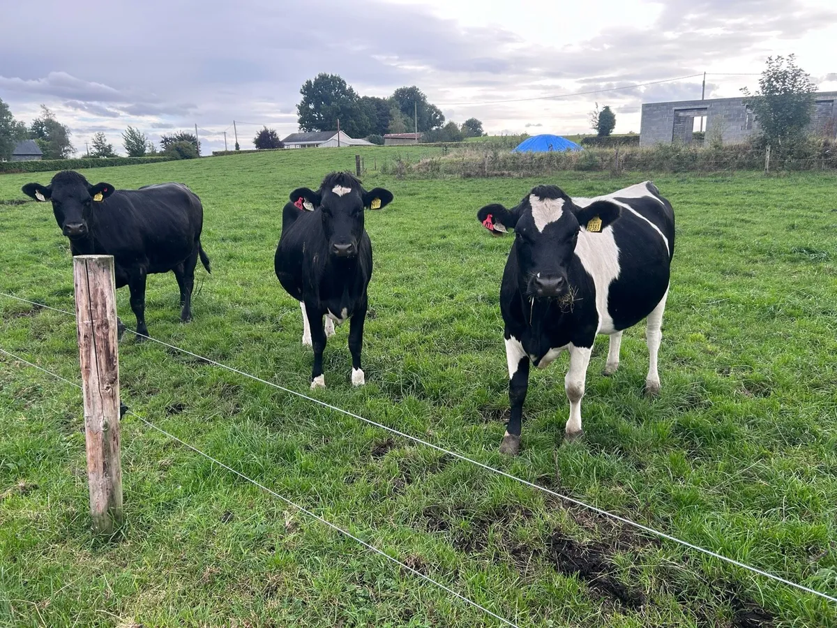 10 Empty dairy heifers - Image 1