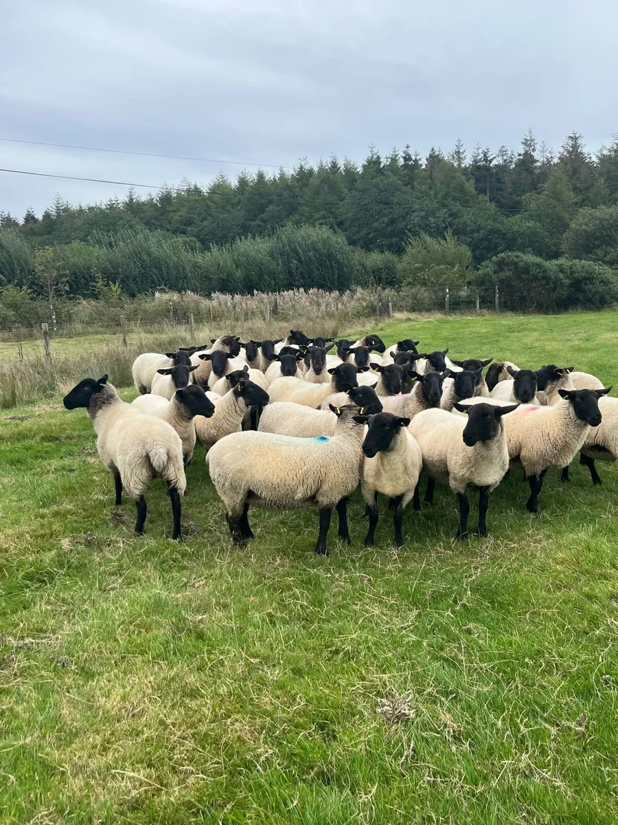 Suffolk mule hoggets - Image 4