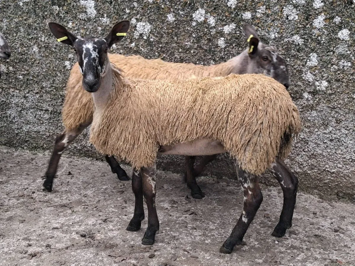 5 PBNR Blue Leister Ewe Lambs - Image 3