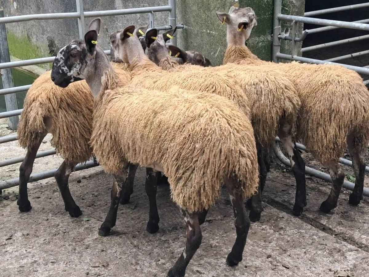 5 PBNR Blue Leister Ewe Lambs - Image 4