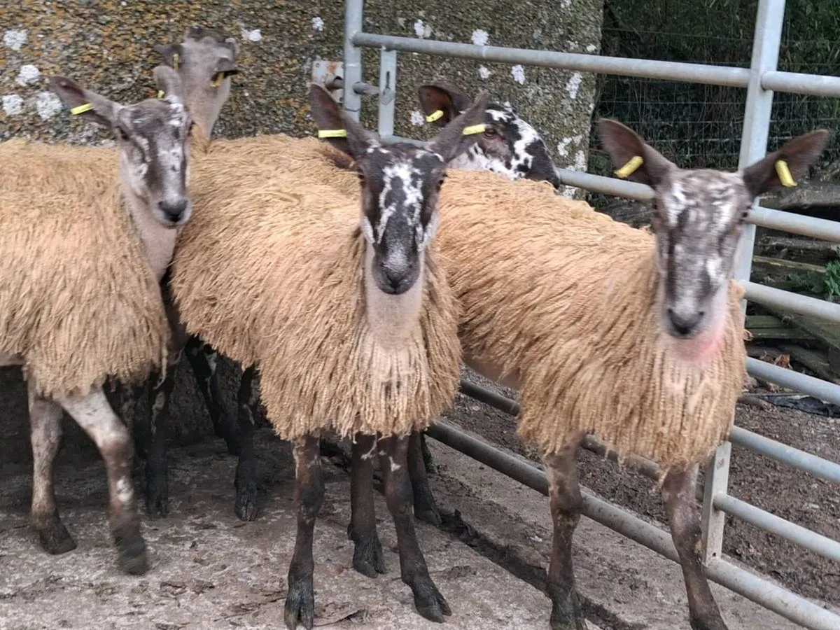 5 PBNR Blue Leister Ewe Lambs - Image 2