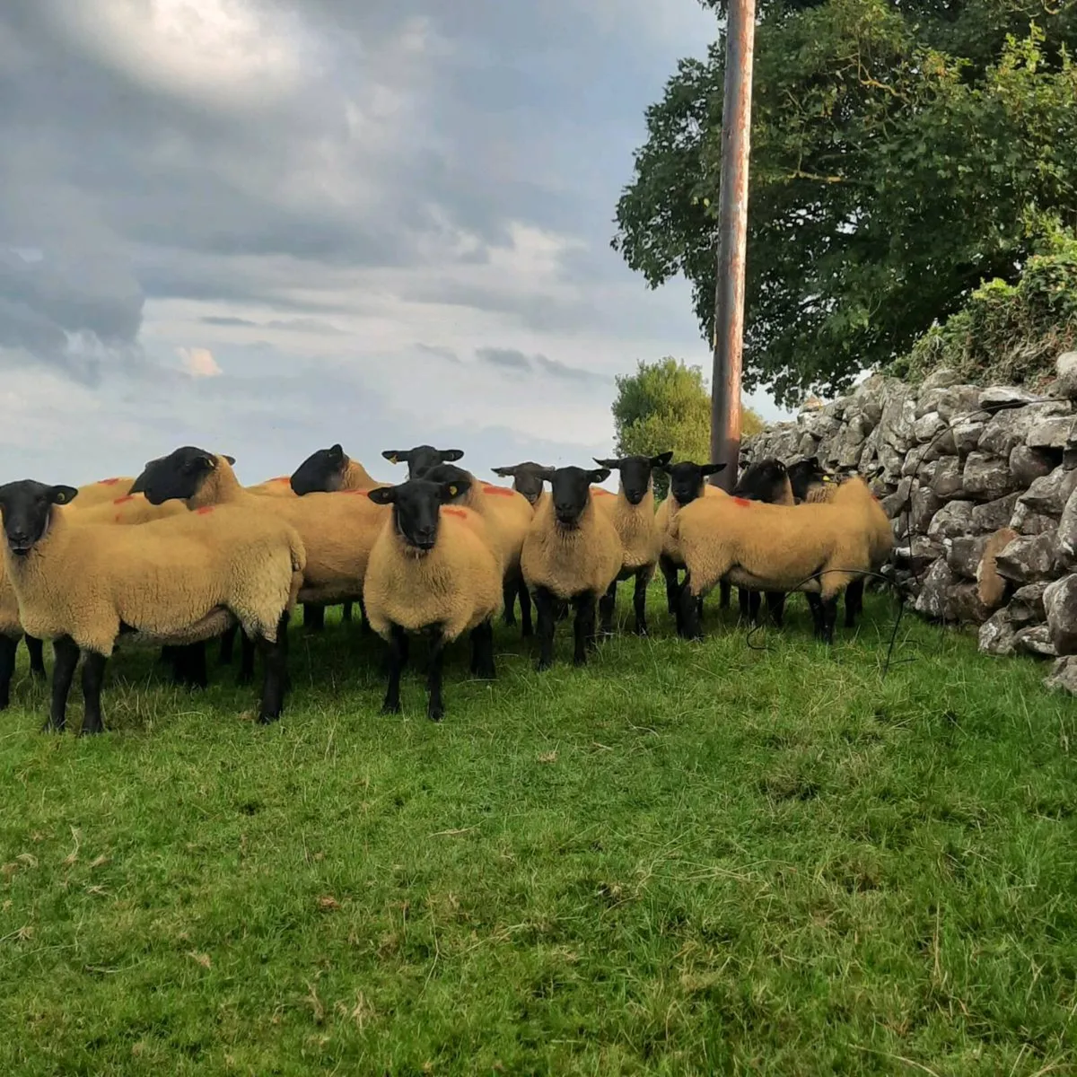 Suff X Mule hoggets - Image 1