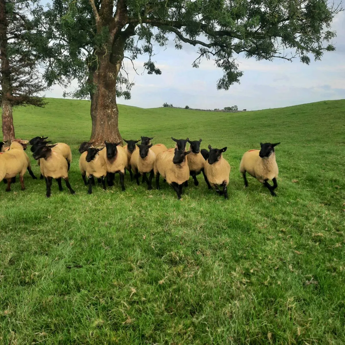 Suff X Mule hoggets - Image 2