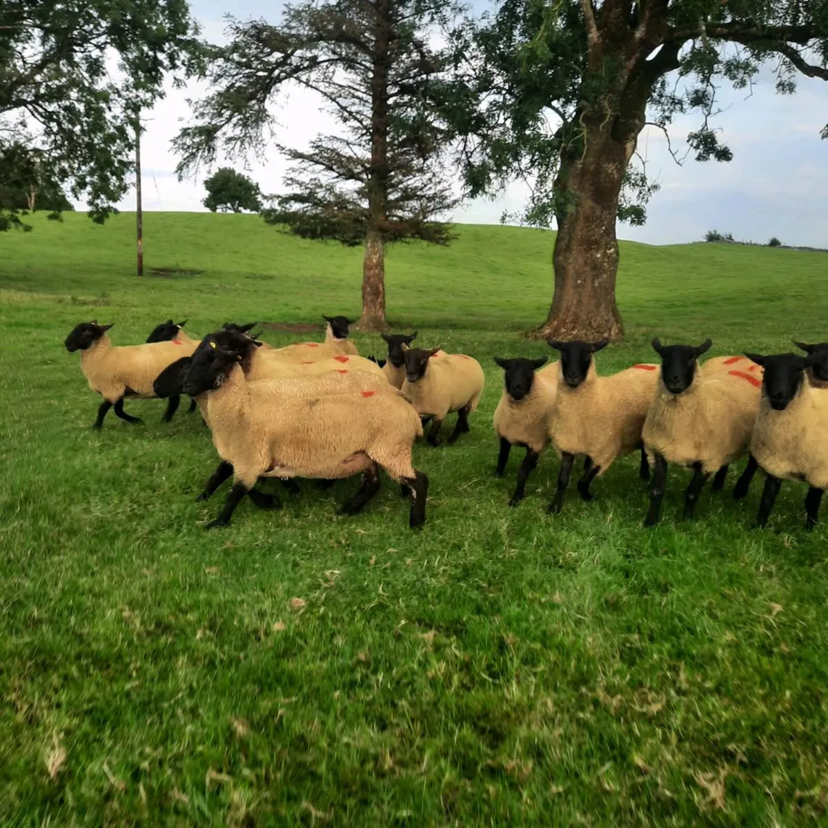 Suff X Mule hoggets - Image 3