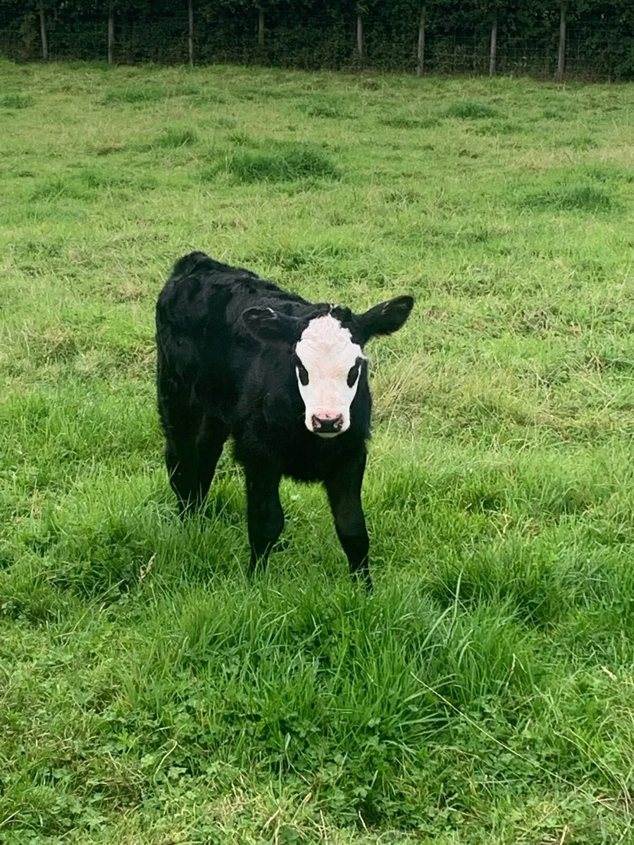 1st calver with heifer calf at foot - Image 2