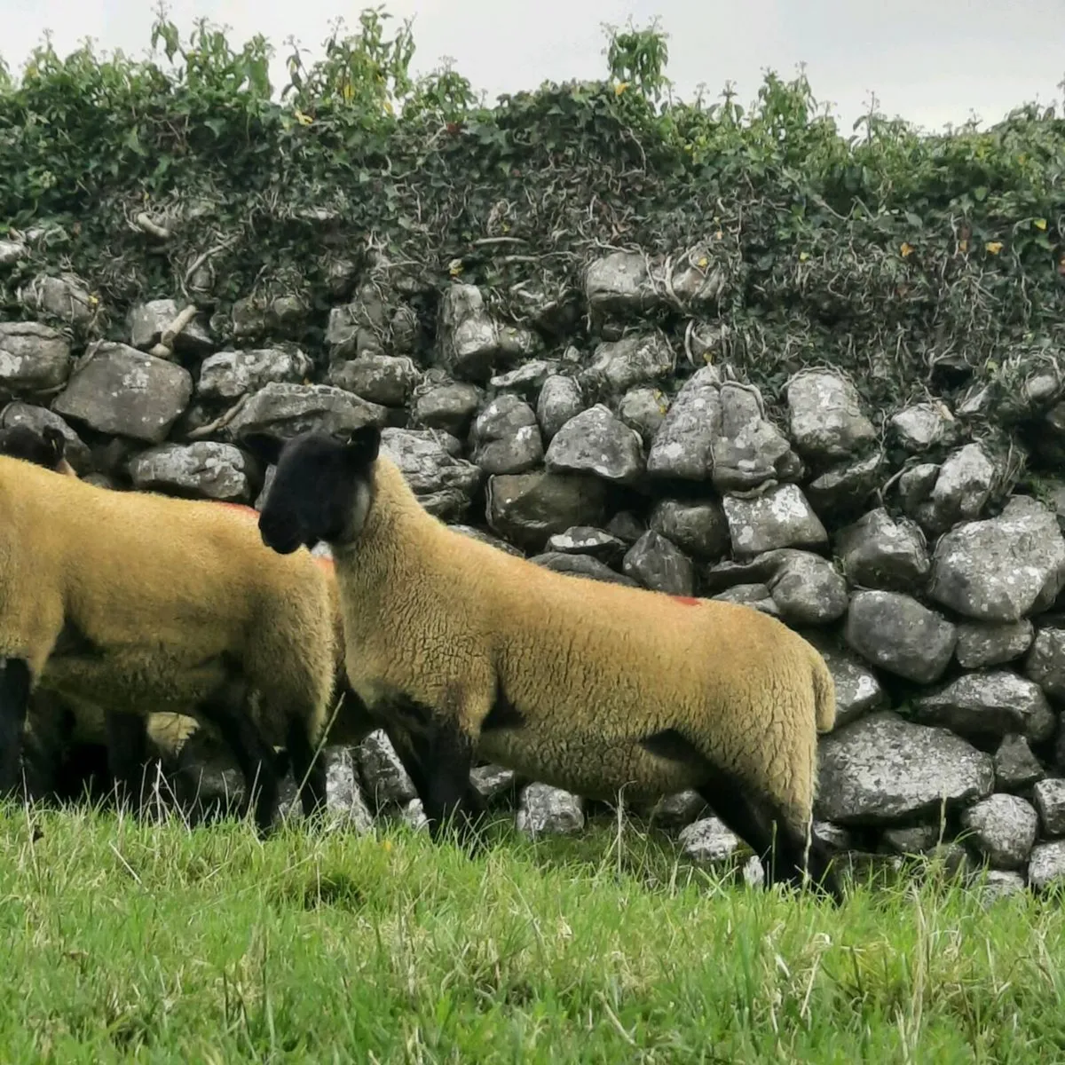 Suff X Mule hoggets - Image 4