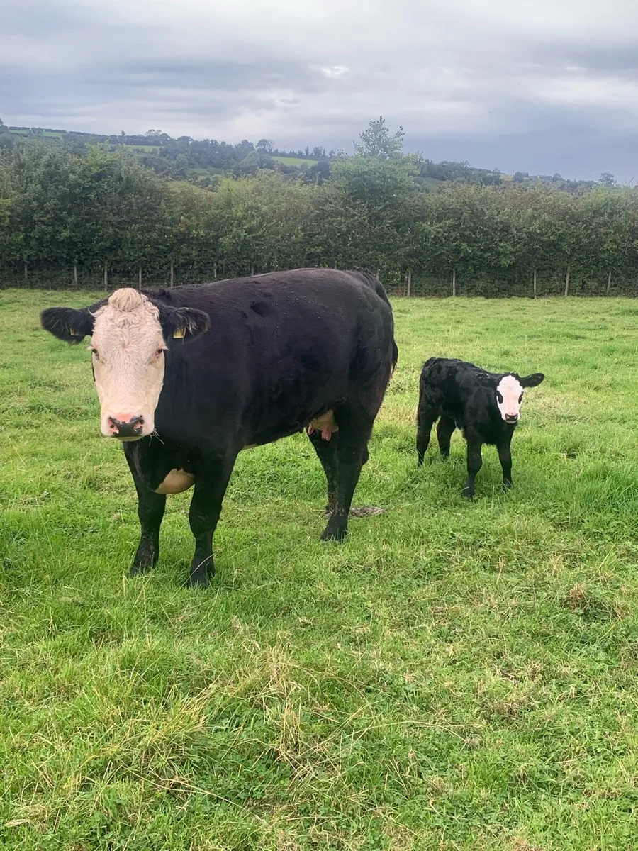 1st calver with heifer calf at foot - Image 3