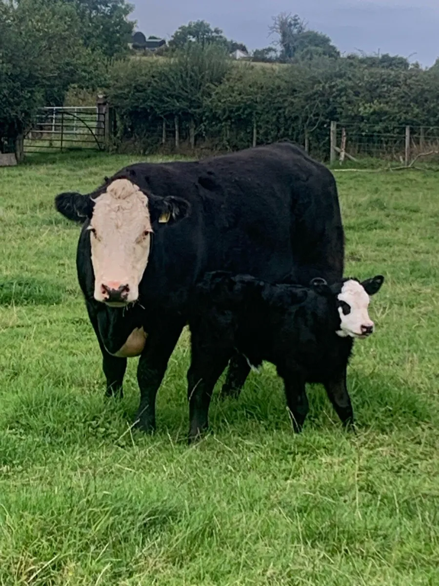 1st calver with heifer calf at foot - Image 1