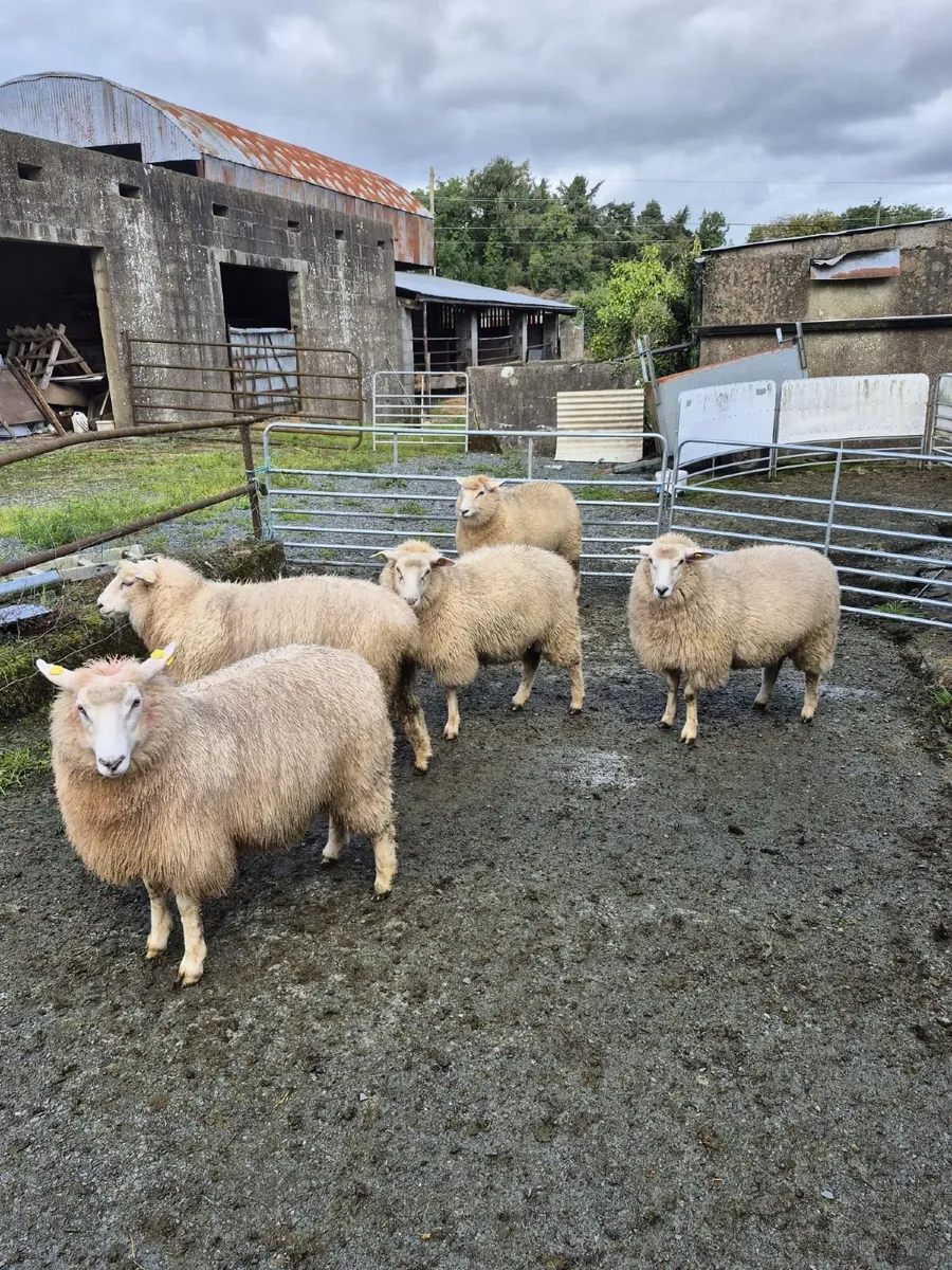 Sheep - Image 3