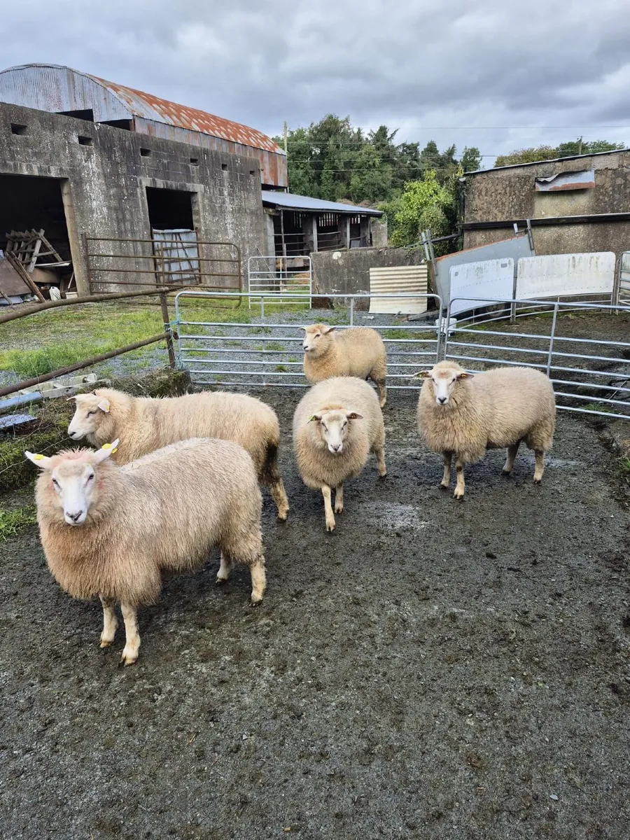 Sheep - Image 4