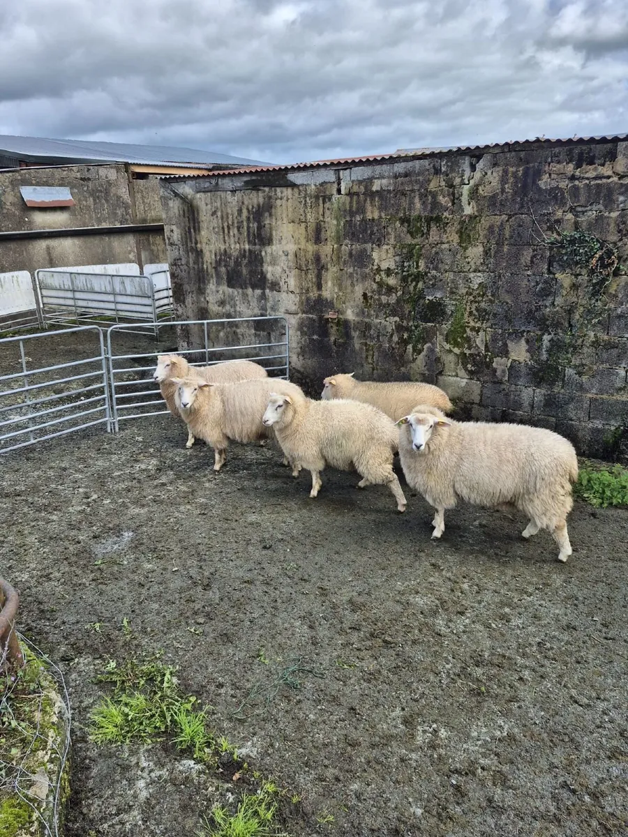 Sheep - Image 1
