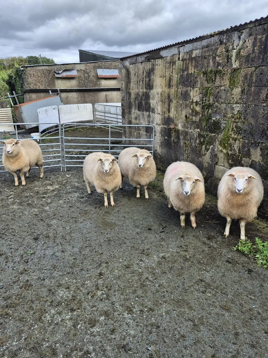Sheep - Image 2